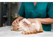 Sessões de Fisioterapia Veterinária em Domicílio em Caieiras