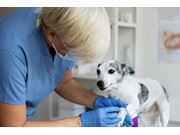 Ortopedista para Cães em Domicílio no Embu